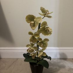 Orchid Flower Case
