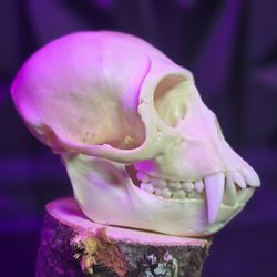 Monkey Skull - Authentic