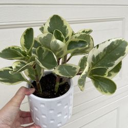 Beautiful Variegated Pepperomia Plant With Pot