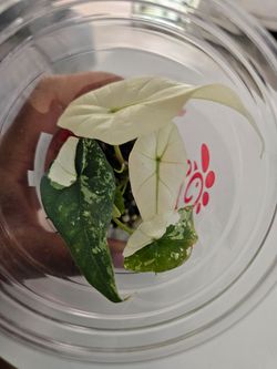 Alocasia Simpo Albo
