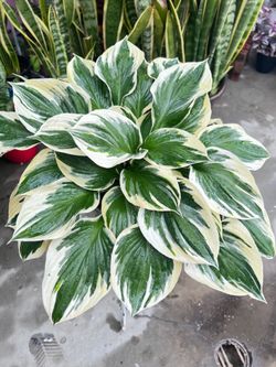 White Edged Hosta Plant