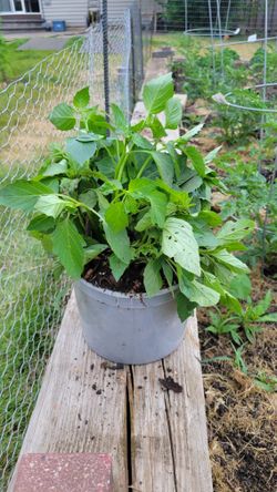 Tomatillo Milpero