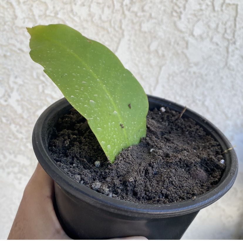 6 Inch Pot Flowering Cactus Plant - Dutchman's Pipe Cactus - Epiphyllum Oxypetalum - Rooted & Stablished - Drought Resistant - π΅πΊπͺ΄