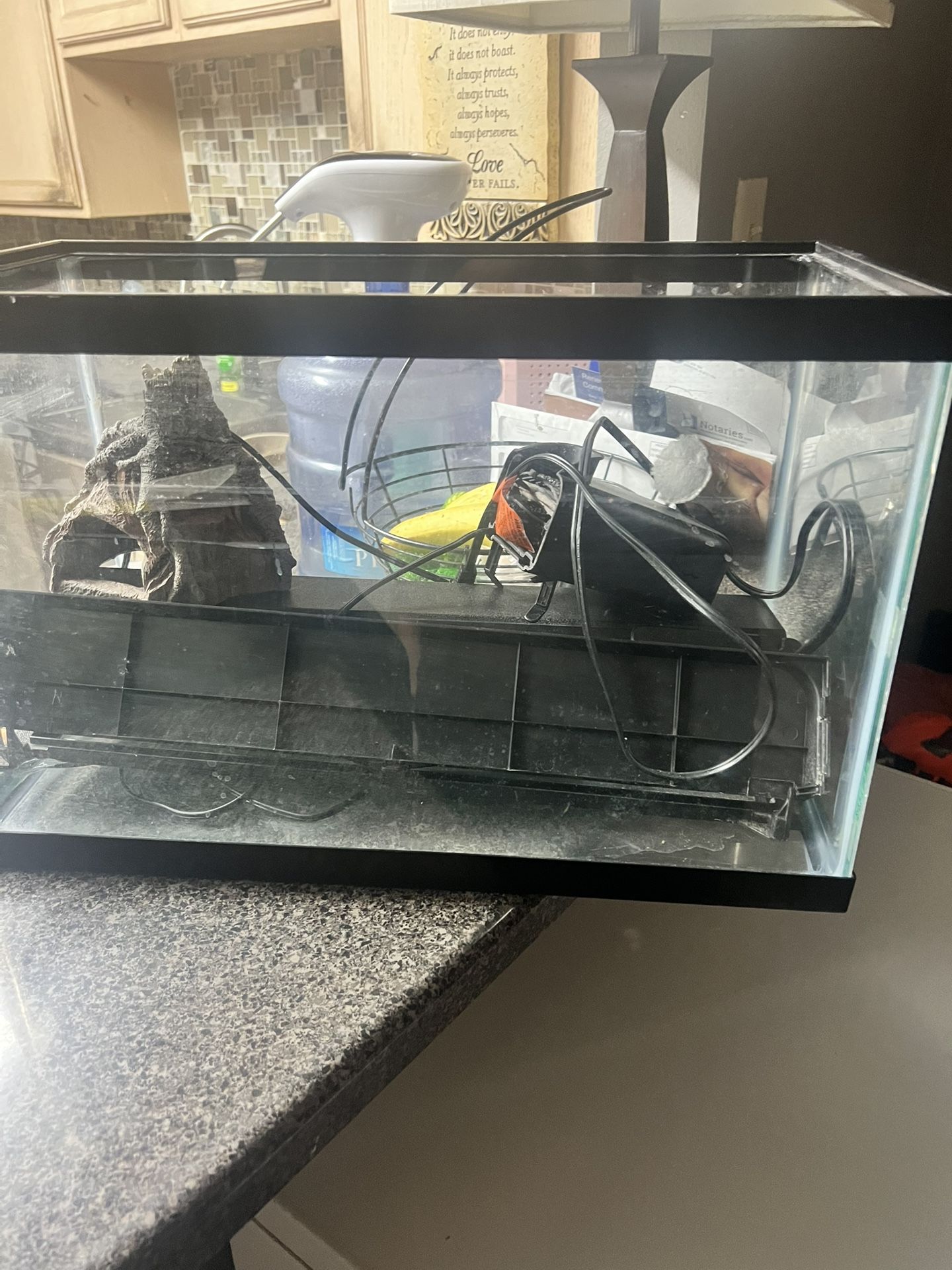 fish tank for sale with raphael catfish