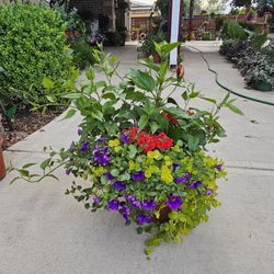 Large Mixed Combos PLANTS ARRIVE, BEAUTIFUL AND HEALTHY. $35 EACH