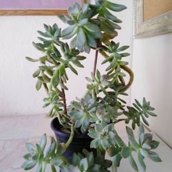 Potted Succulent