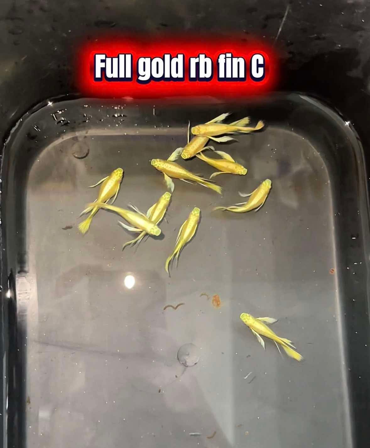 Full Gold Guppy