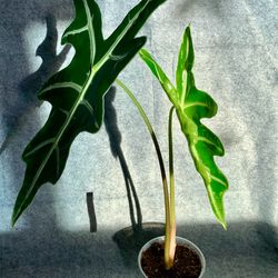 Alocasia ‘Nobilis’