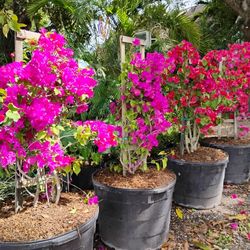 Beautiful Bougainvillea Vines/Trellis