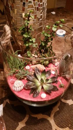 Terrarium plants for mother's day