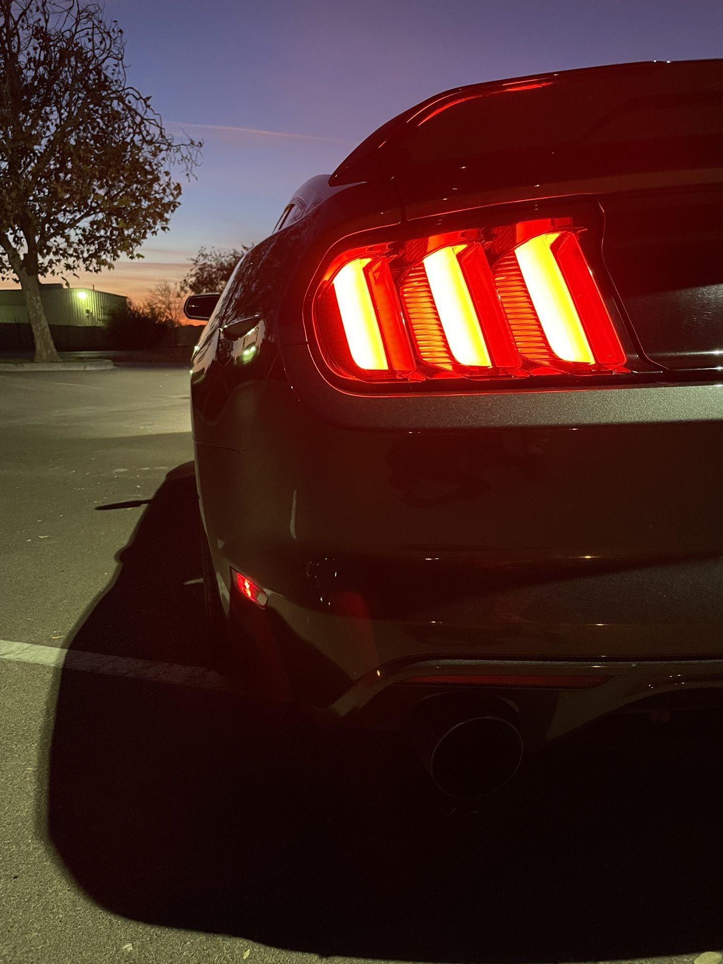 OEM Mustang Tail Lights