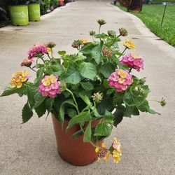 One Gallon Size Pink Confetti Lantana PLANTS ARRIVE, BEAUTIFUL AND HEALTHY. $10 EACH