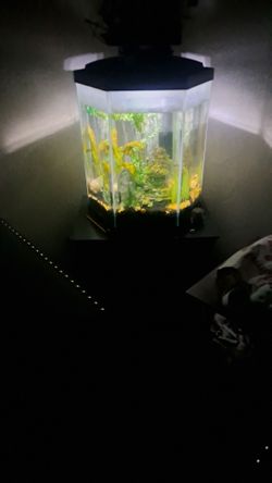 Fish Acuarium