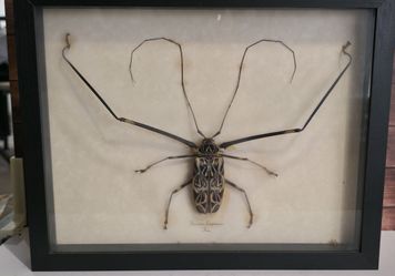 Harlequin Beetle Framed Display