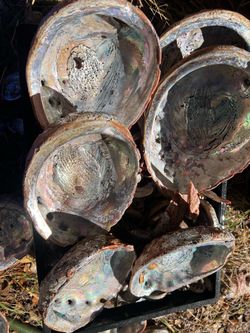 Abalone Shells Large Red Beautiful