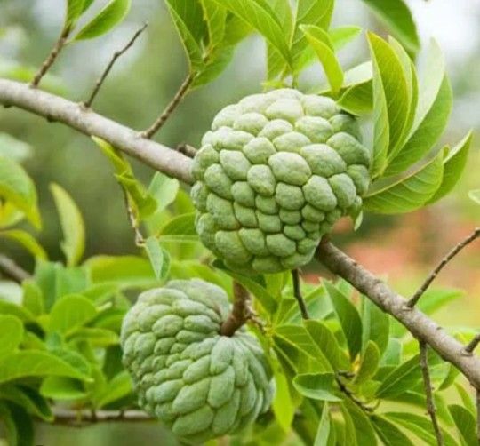 Cherimoya Tree