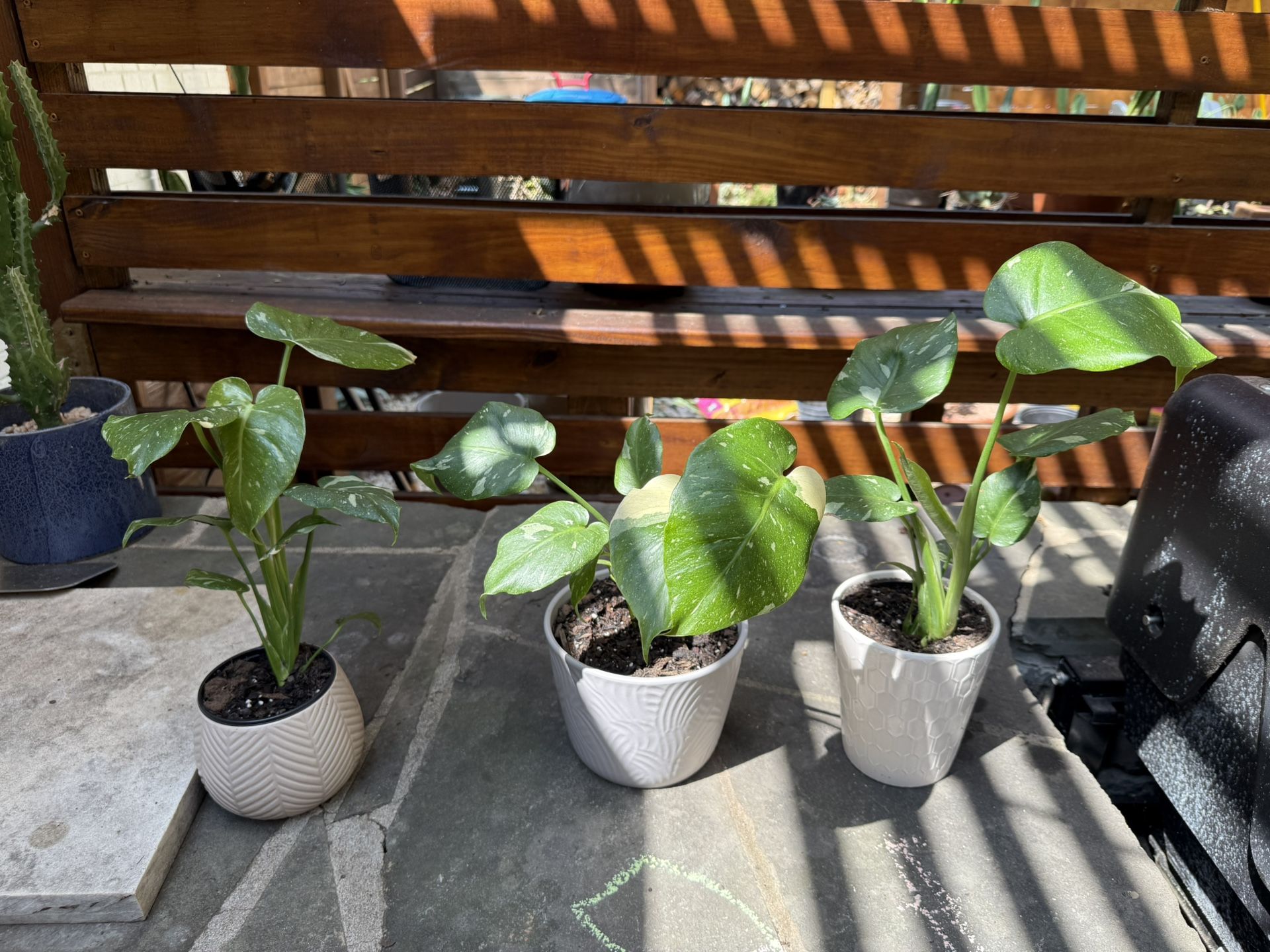 Thai Constellation Monstera Rooted And Potted