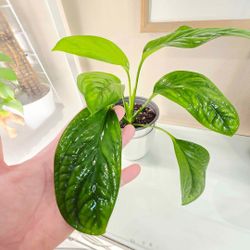 Monstera pinnatipartita plant