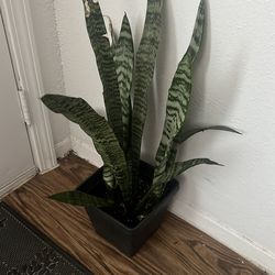 Snake Plant Real