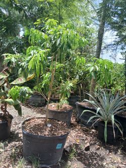 Lychee fruit tree 45gl $350🌳