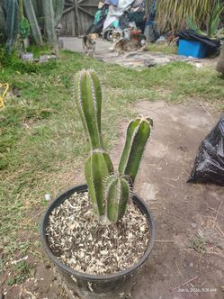 Mexican fence post cactus plant triple