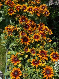 $9 each beautiful pot of black Susan flowers