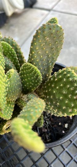 Love ❤️ plants. Multiple cactus