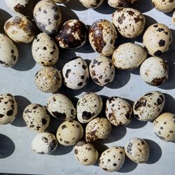 Fresh Hatching Quail Eggs
