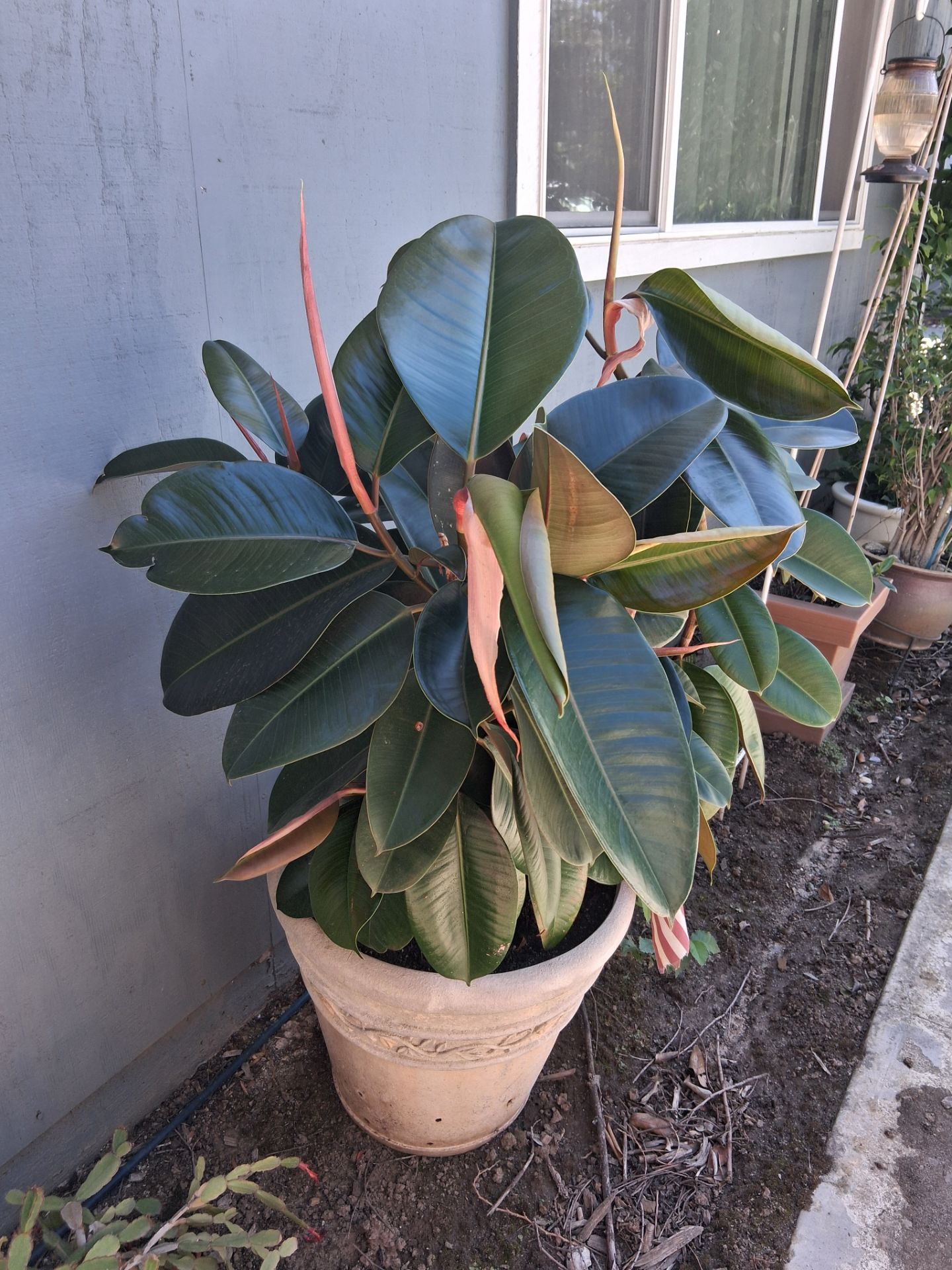 Rubber tree plant