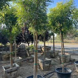 Chinese Red Pistachio 25 Gallon 