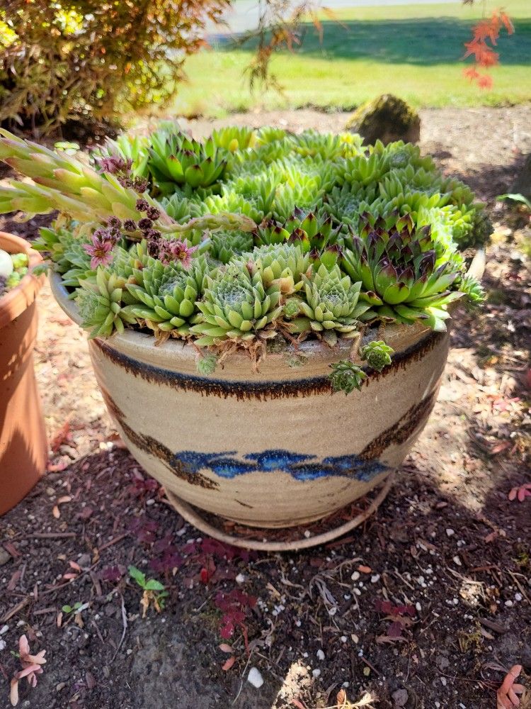 Beautiful  Ez Care SUCCULENT Planter (s)