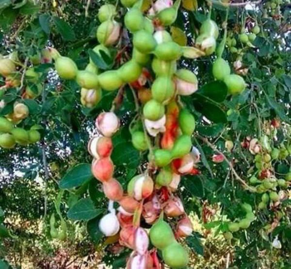 Guamuchiles $8 la libra for Sale in Fontana, CA - OfferUp
Guamuchiles