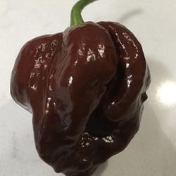 Baby Chocolate Ghost Pepper 