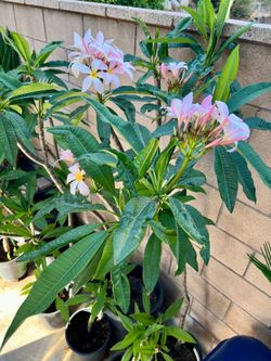 Plumeria