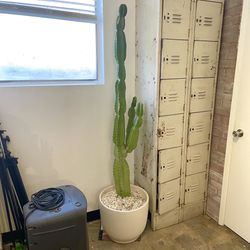 Large 6ft Cactus in Vintage Gainey Ceramics White Planter Pot