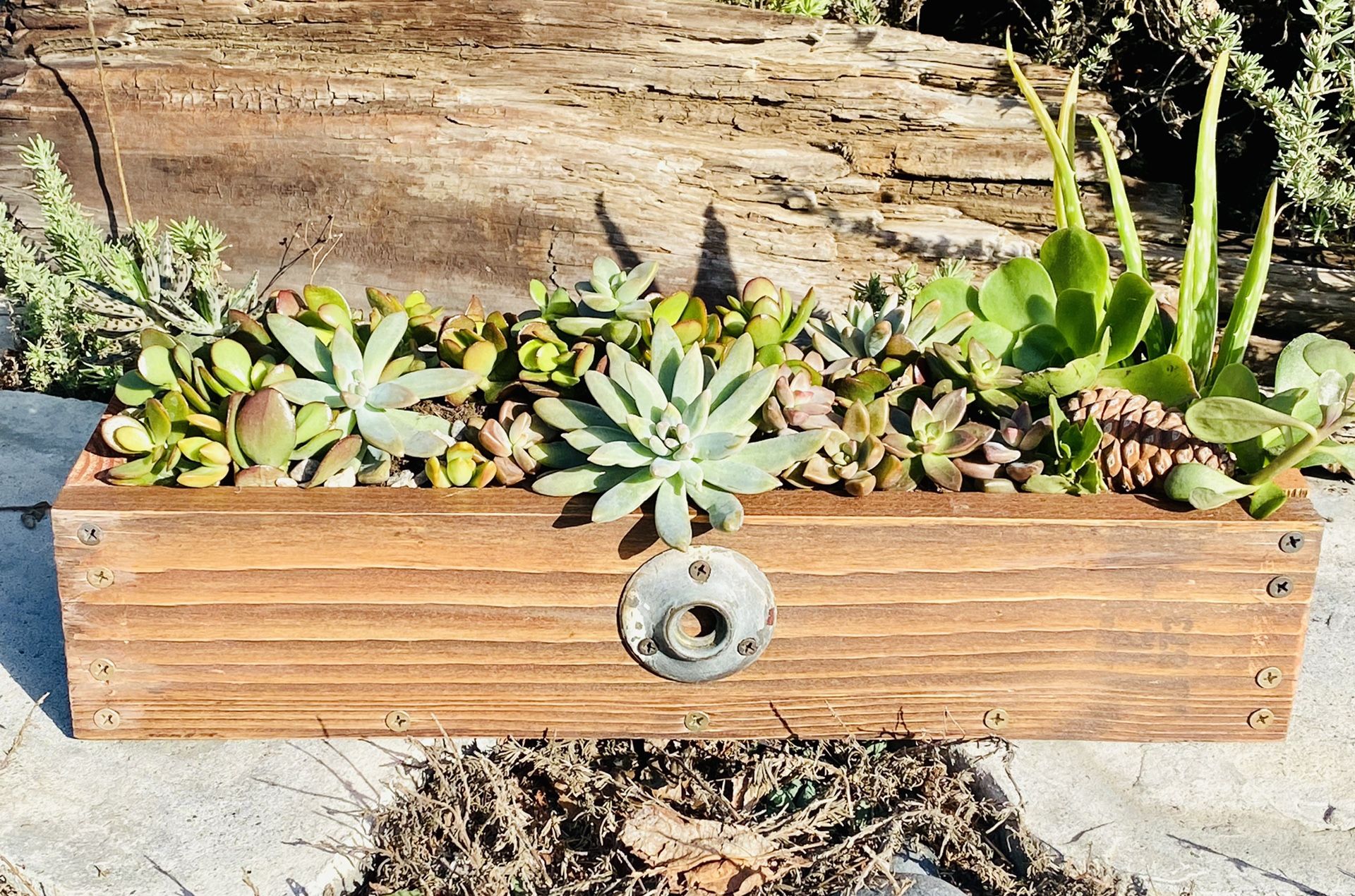 Perfect Gift~Hand Crafted Succulent Box