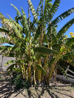 Banana plants