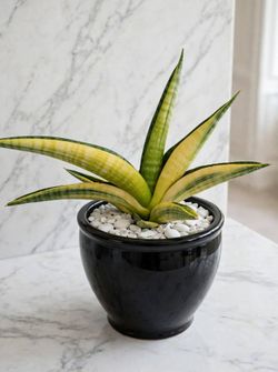 Sanseveria Marsha Anjani