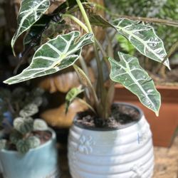 Alocasia plant in decorative ceramic pot