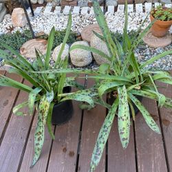 2 Pots Of Succulents 