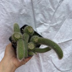 4” Monkey Tail Cactus