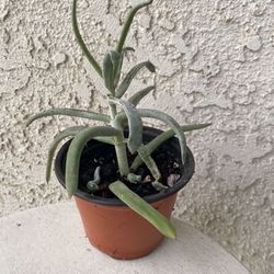 4 Inch Pot Succulent Plant - Curio Repens - Blue  Chalk Sticks - Rooted & Established -  Drought Resistant 🪴