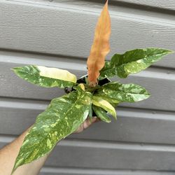 4” Philodendron Ring Of Fire 