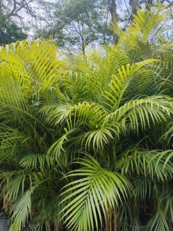 Areca Palm trees 15gl $45