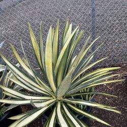 Agave