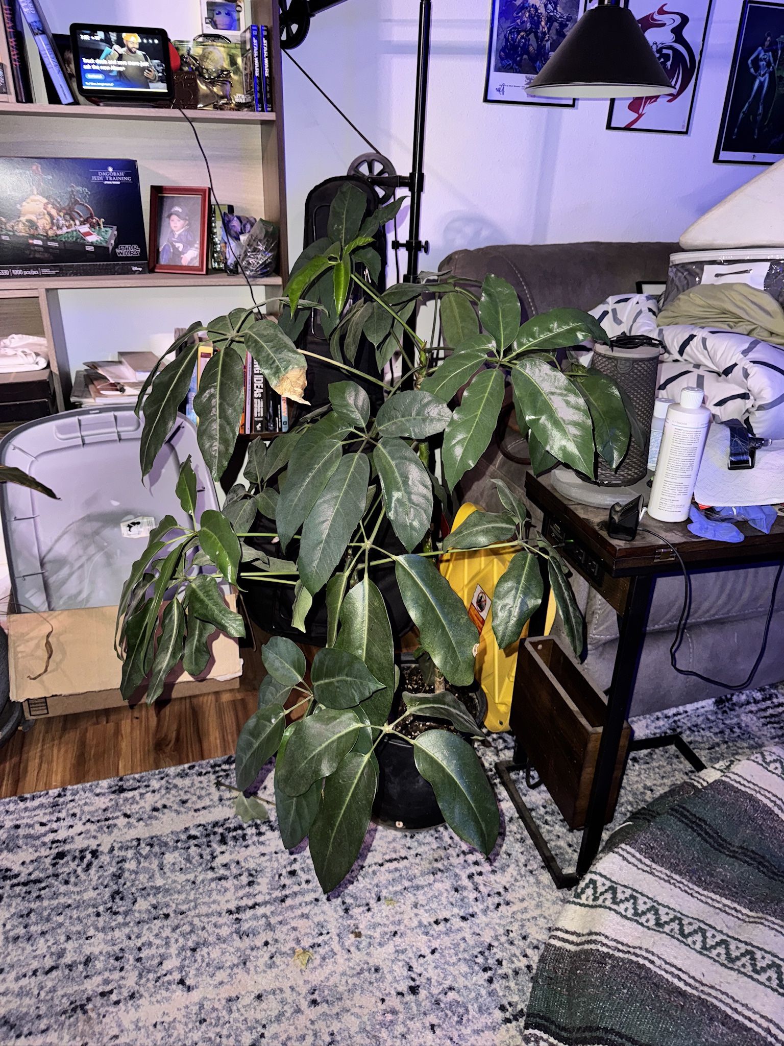 Schefflera Umbrella House Plant