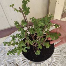 JADE PLANT / $10  / NELLIS BLVD & CHEYENNE AVE 