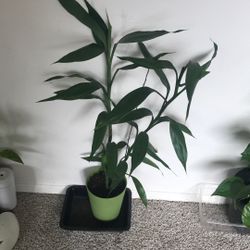 Indoor Plants 🌱 