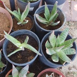 Savila / Aloevera Plants  For Sale $5