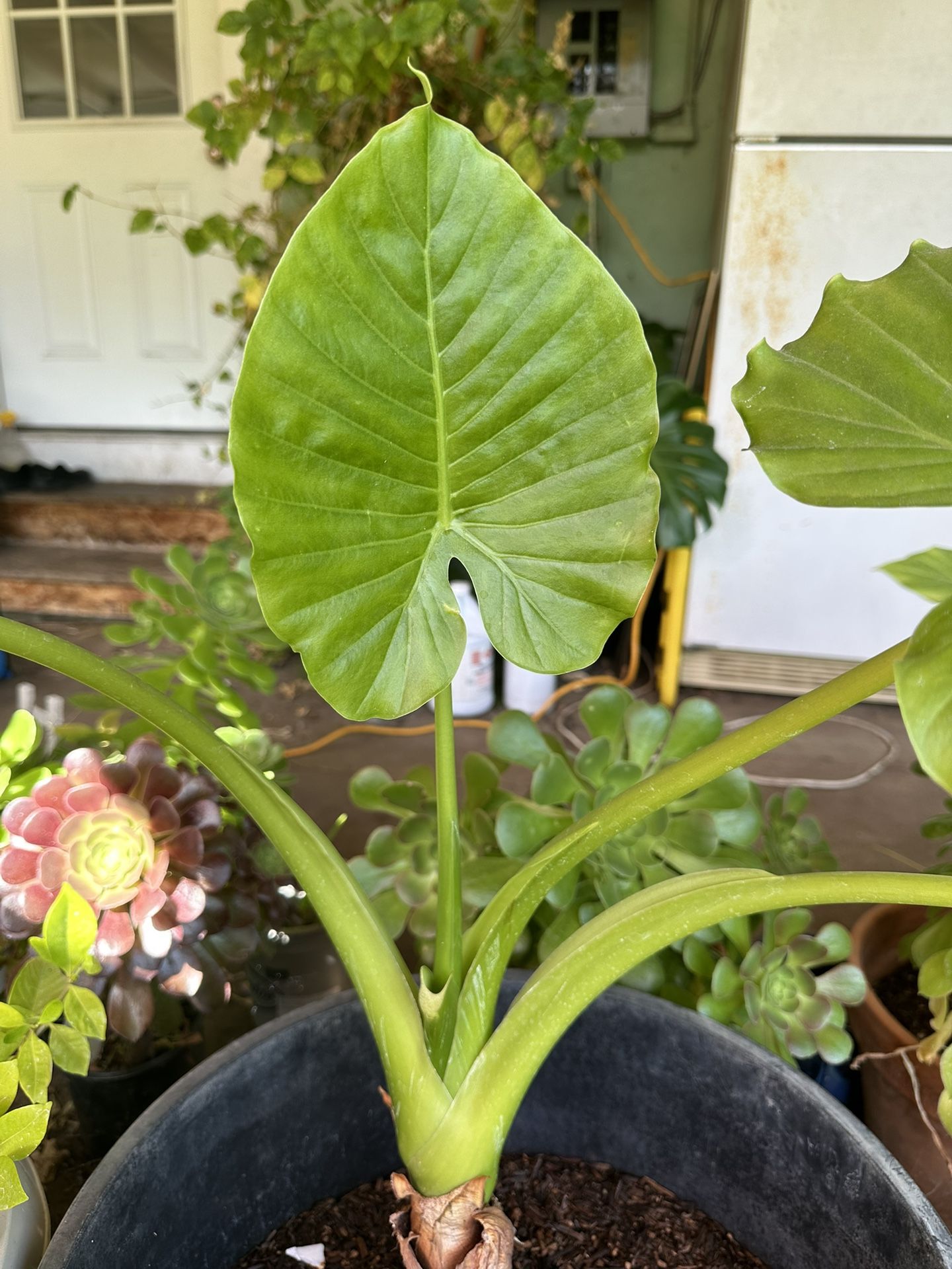 Green Plant